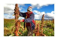 2013: Año Internacional de la Quinua - Olokuti