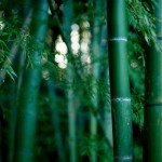 Bambú, material sostenible - Olokuti