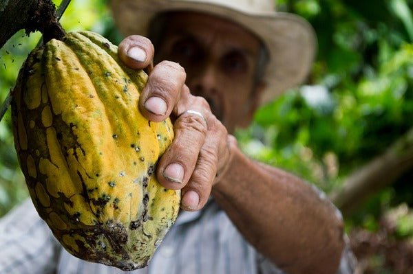 Cambiar los sistemas alimentarios para salvar al planeta - Olokuti