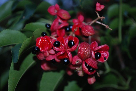 El Guaraná o el elixir de la longevidad - Olokuti