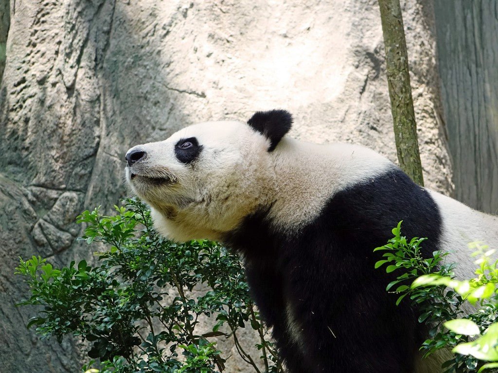 Grandes noticias para el panda gigante - Olokuti
