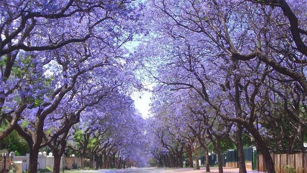 Kiri, el árbol que podría salvarnos - Olokuti