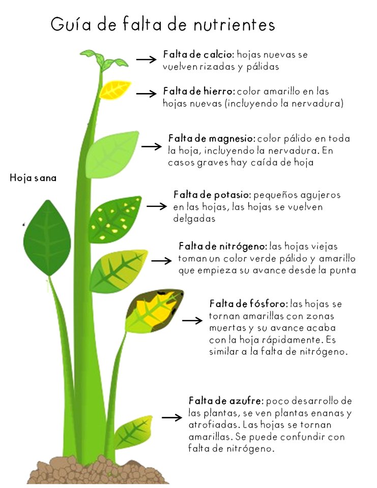 Lo que tu planta necesita - Olokuti