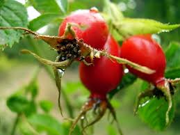 Rosa Mosqueta, para una piel nueva - Olokuti