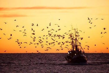 El consumo de pescado también puede ser sostenible - Olokuti