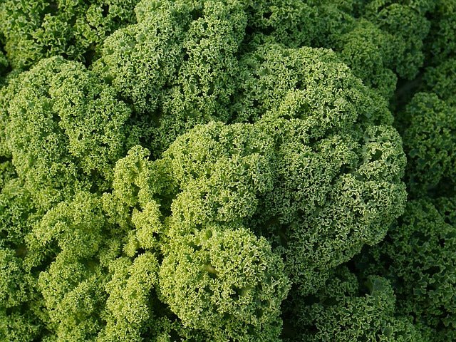 El Kale, la verdura que está de moda - Olokuti