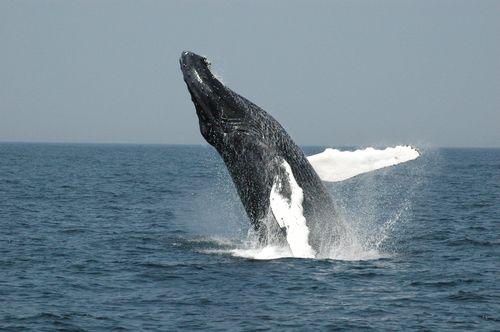 Turismo ecológico con las ballenas Yubarta - Olokuti