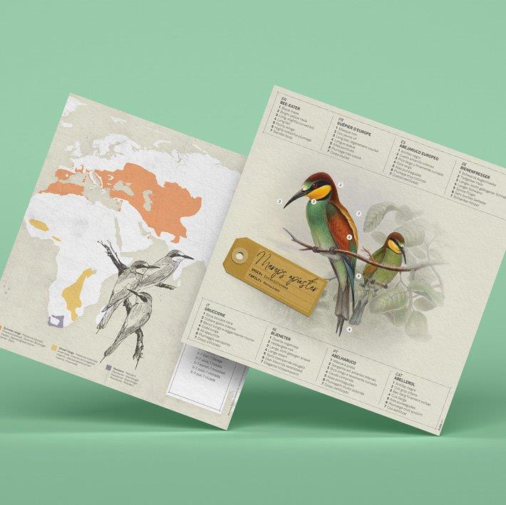 Figura de papel 3D - Abejaruco / Merops apiaster - Olokuti